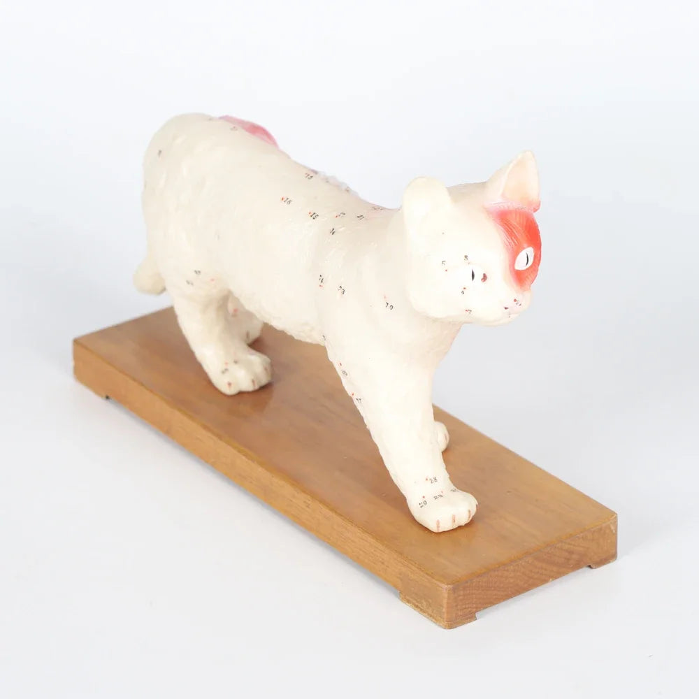 Cat Model Animal