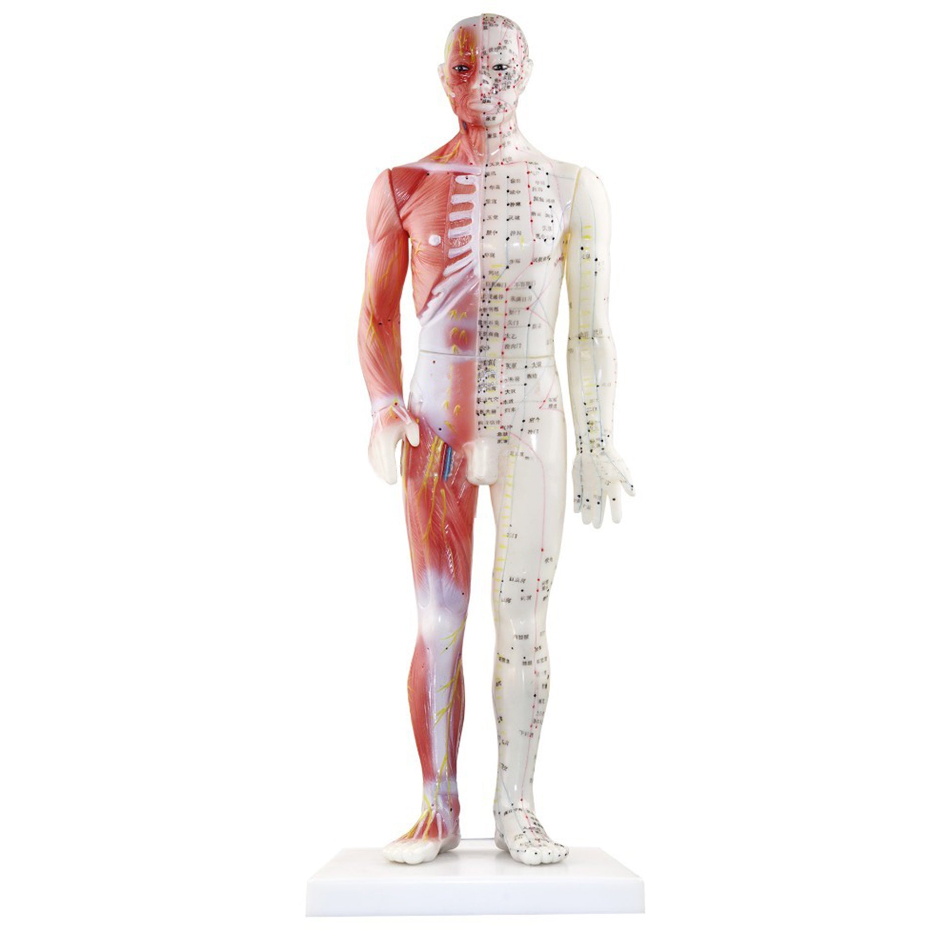 Acupuncture Model