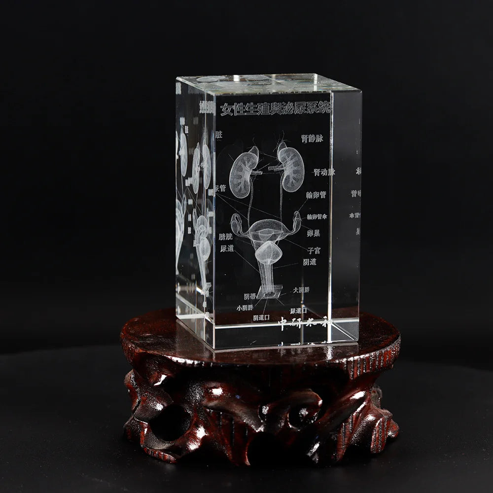 Organ Crystal Ornament