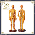 Acupuncture Acupoint Model