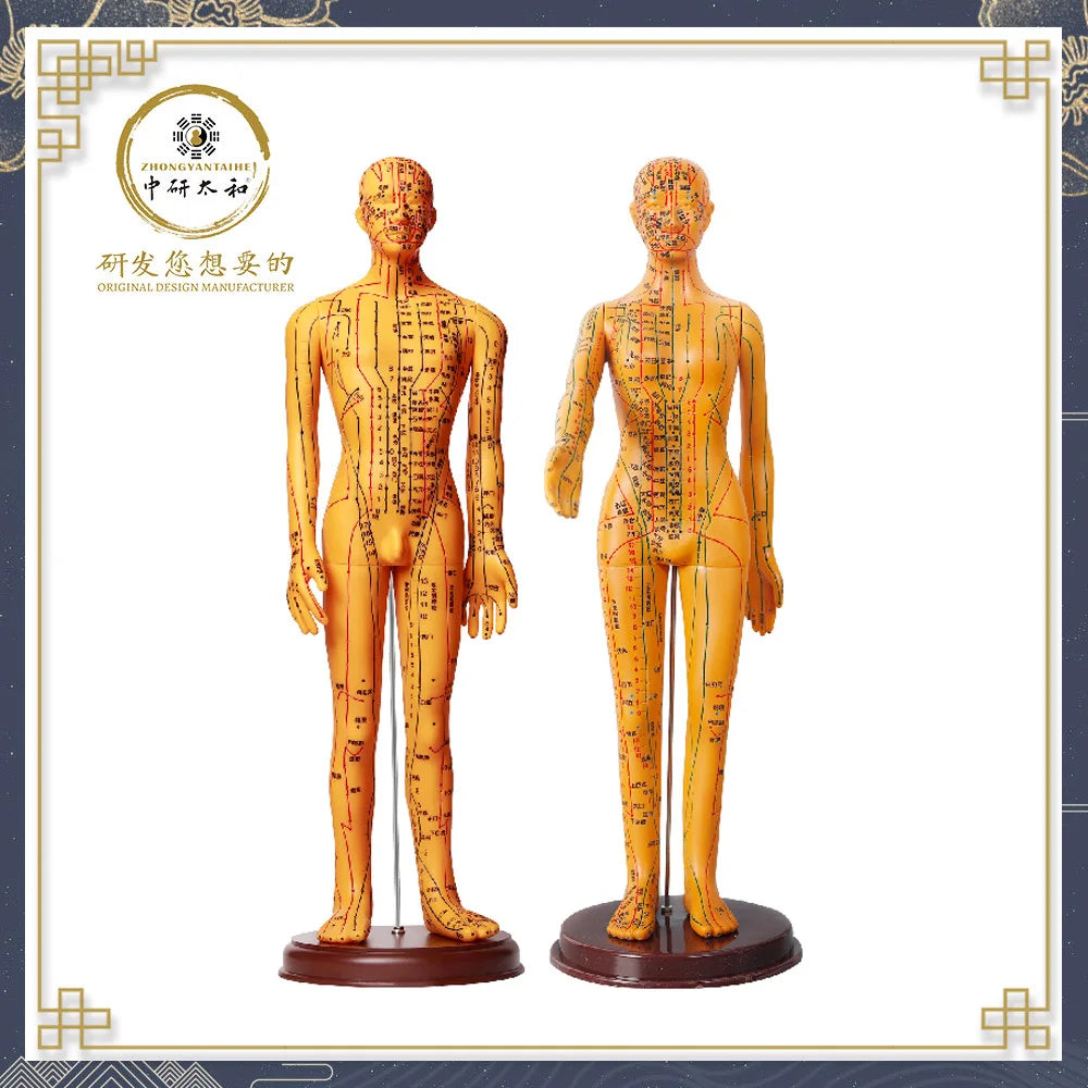 Acupuncture Acupoint Model