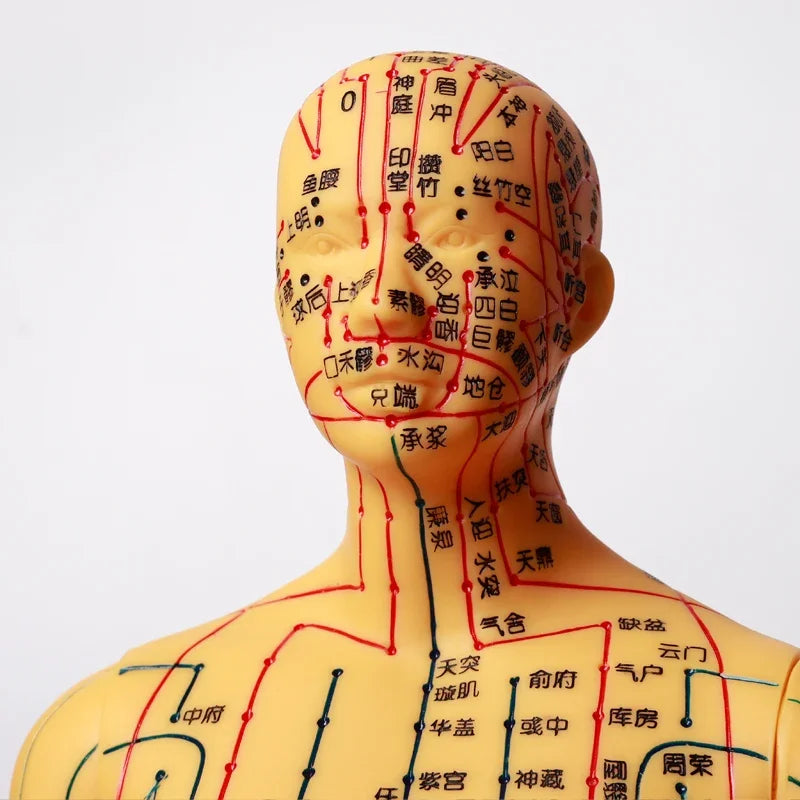 Acupuncture Acupoint Model