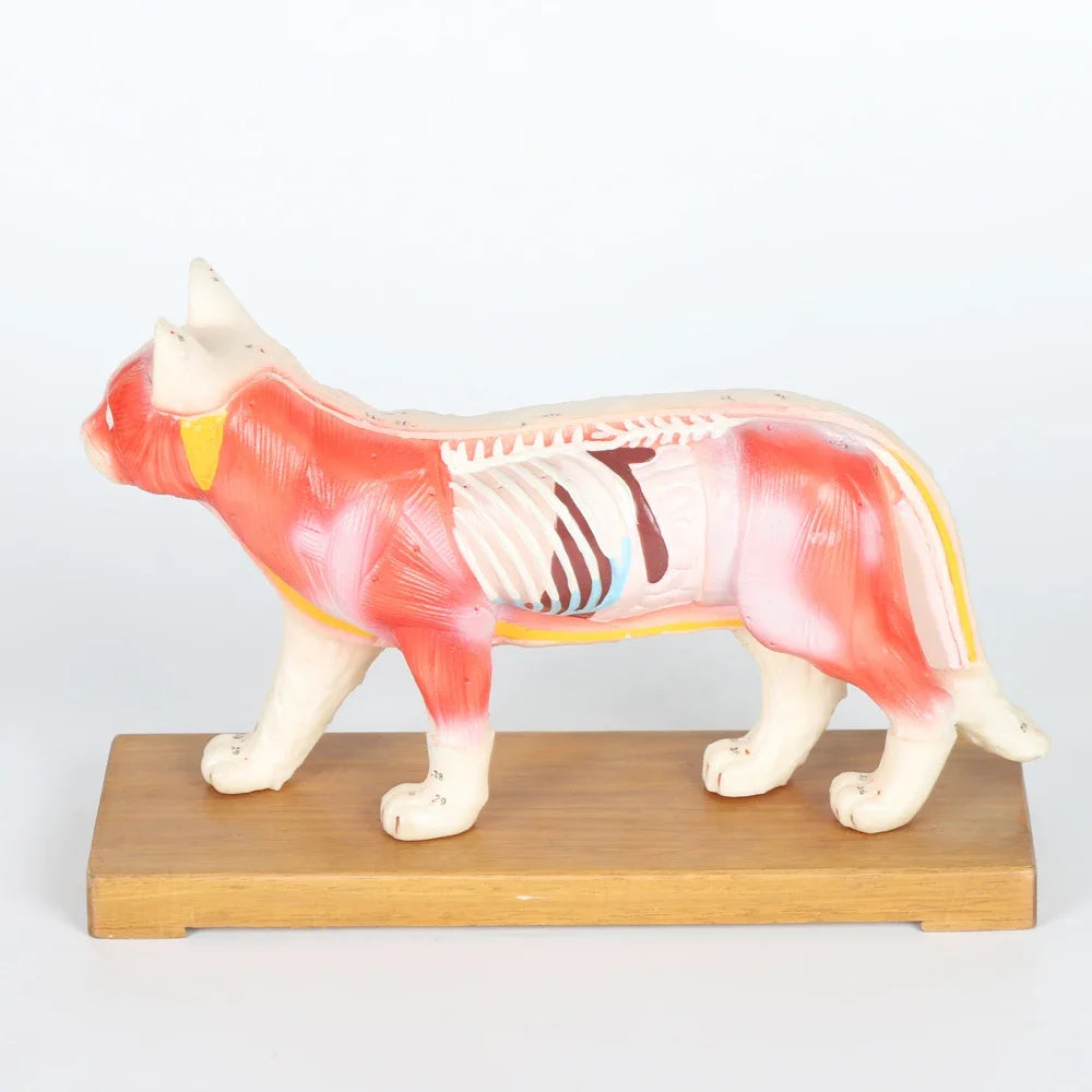 Cat Model Animal