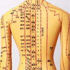 Acupuncture Acupoint Model