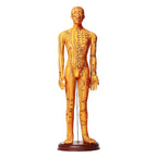 Acupuncture Acupoint Model