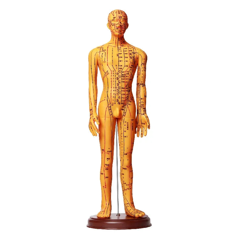 Acupuncture Acupoint Model