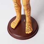 Acupuncture Acupoint Model