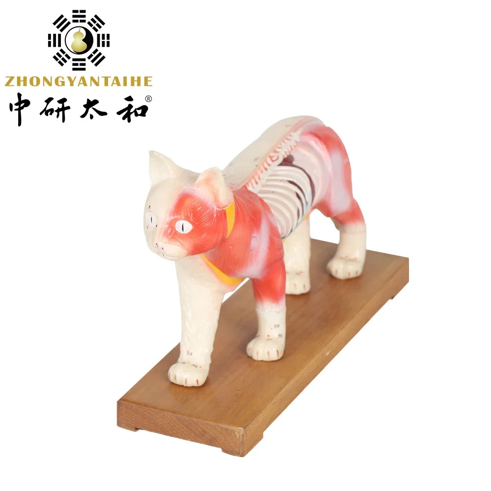 Cat Model Animal
