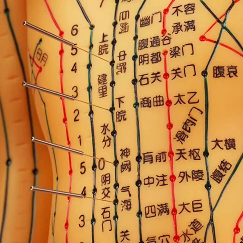 Acupuncture Acupoint Model