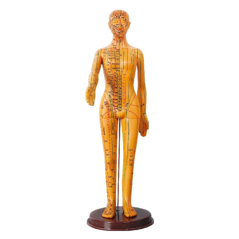 Acupuncture Acupoint Model