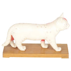 Cat Model Animal