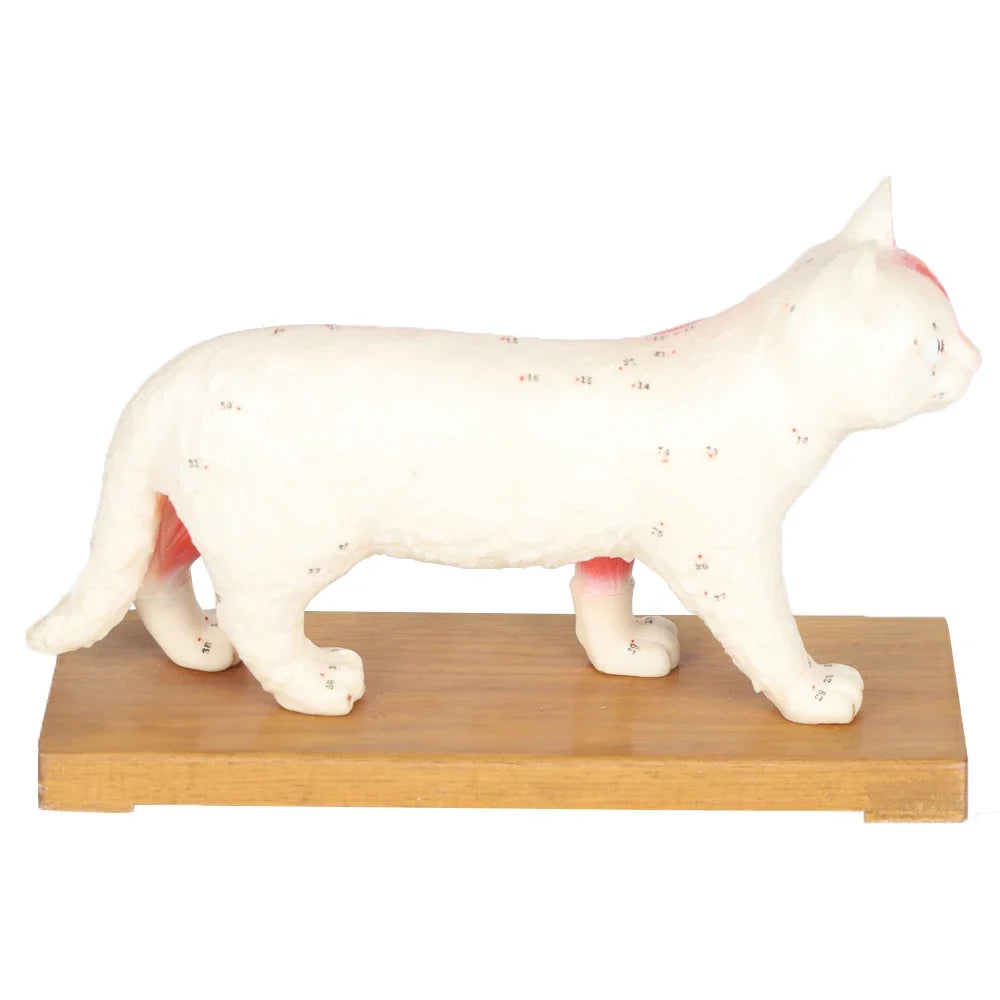 Cat Model Animal