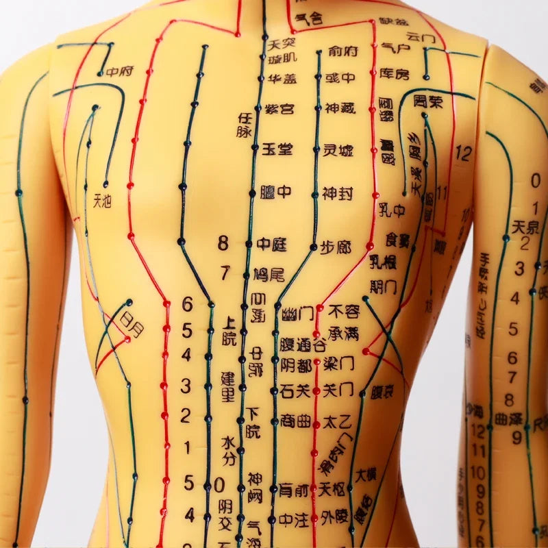 Acupuncture Acupoint Model
