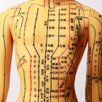 Acupuncture Acupoint Model